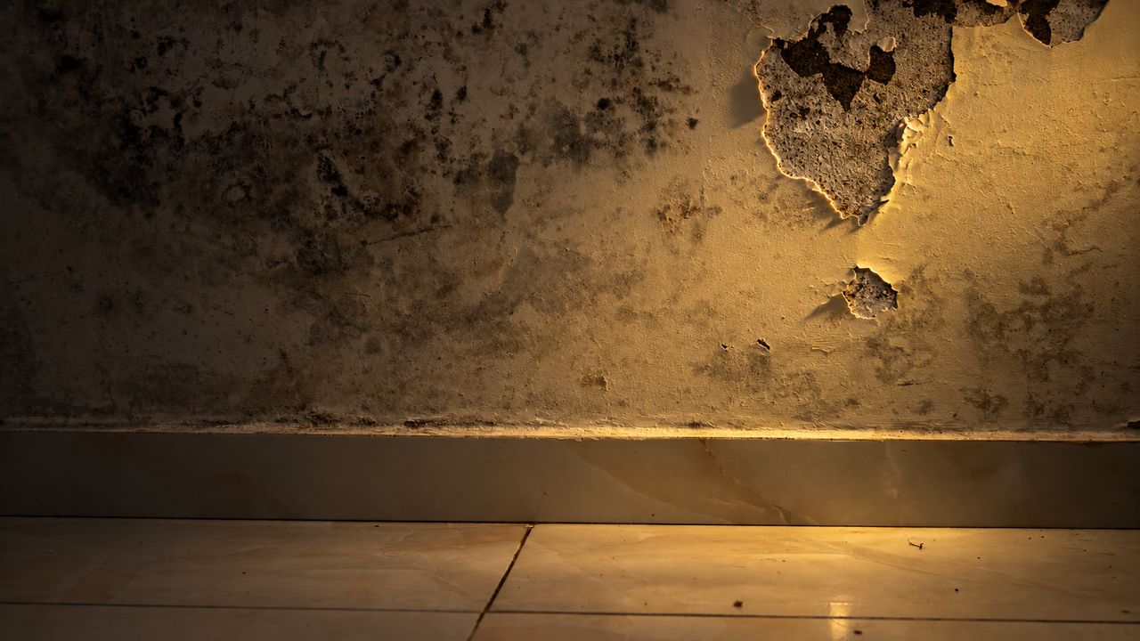 Grey-black mould spreading across the lower part of a painted wall, paint and plaster blown off the render at one side