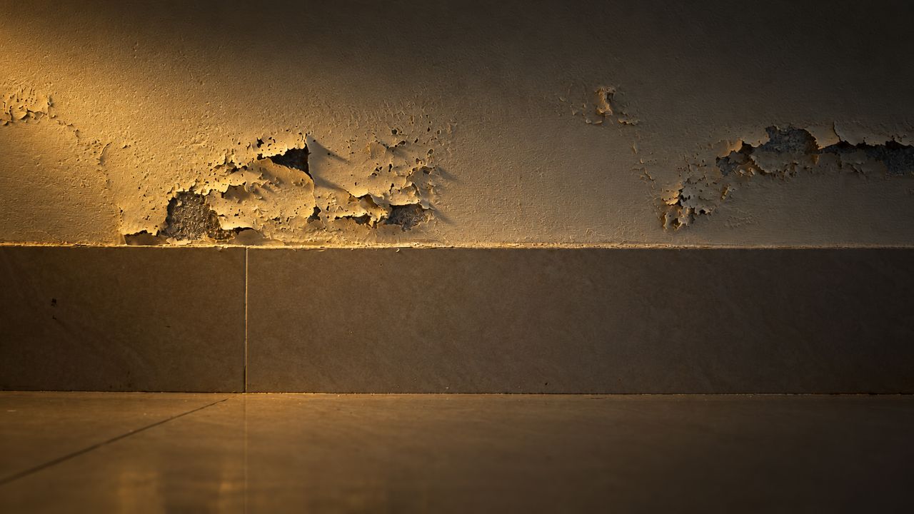 Damp lifting the paint off a wall in a ragged band just above the skirting tiles